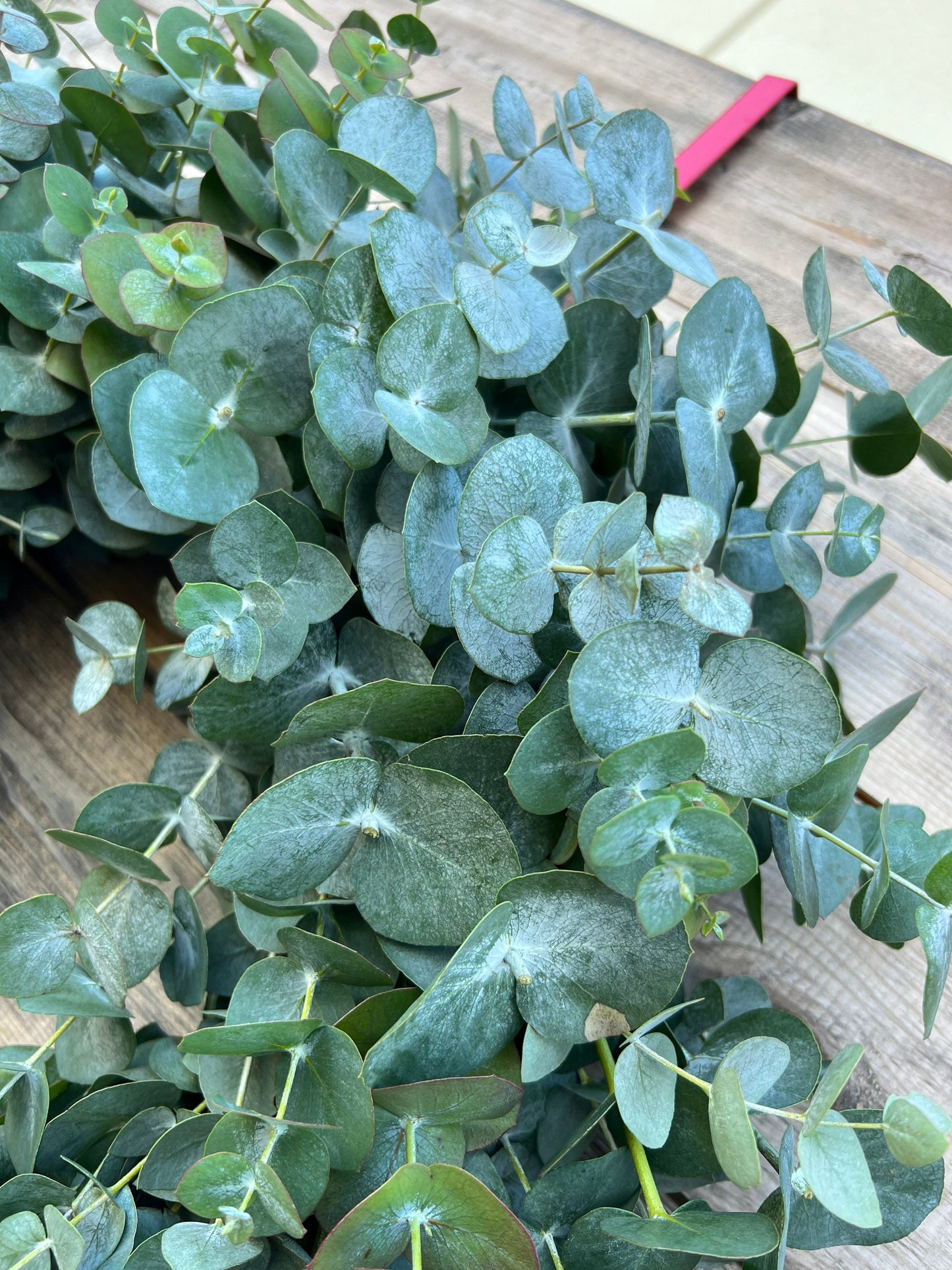 Fresh True Blue Cineraria Eucalyptus Wreath – Aromatic Front Door Decor