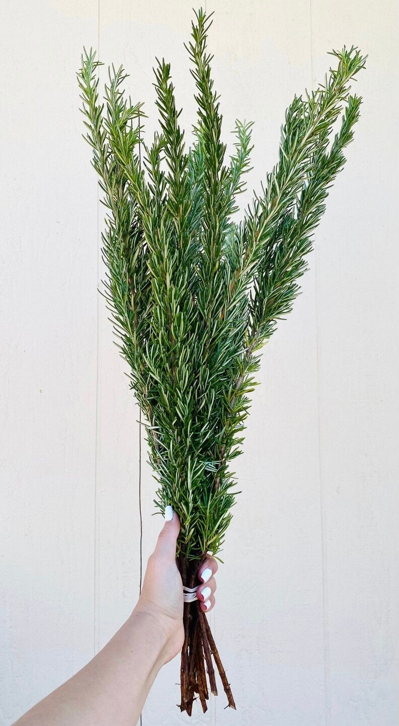 Fresh Rosemary Bunch – Aromatic Herb Greenery for Home & DIY Wedding
