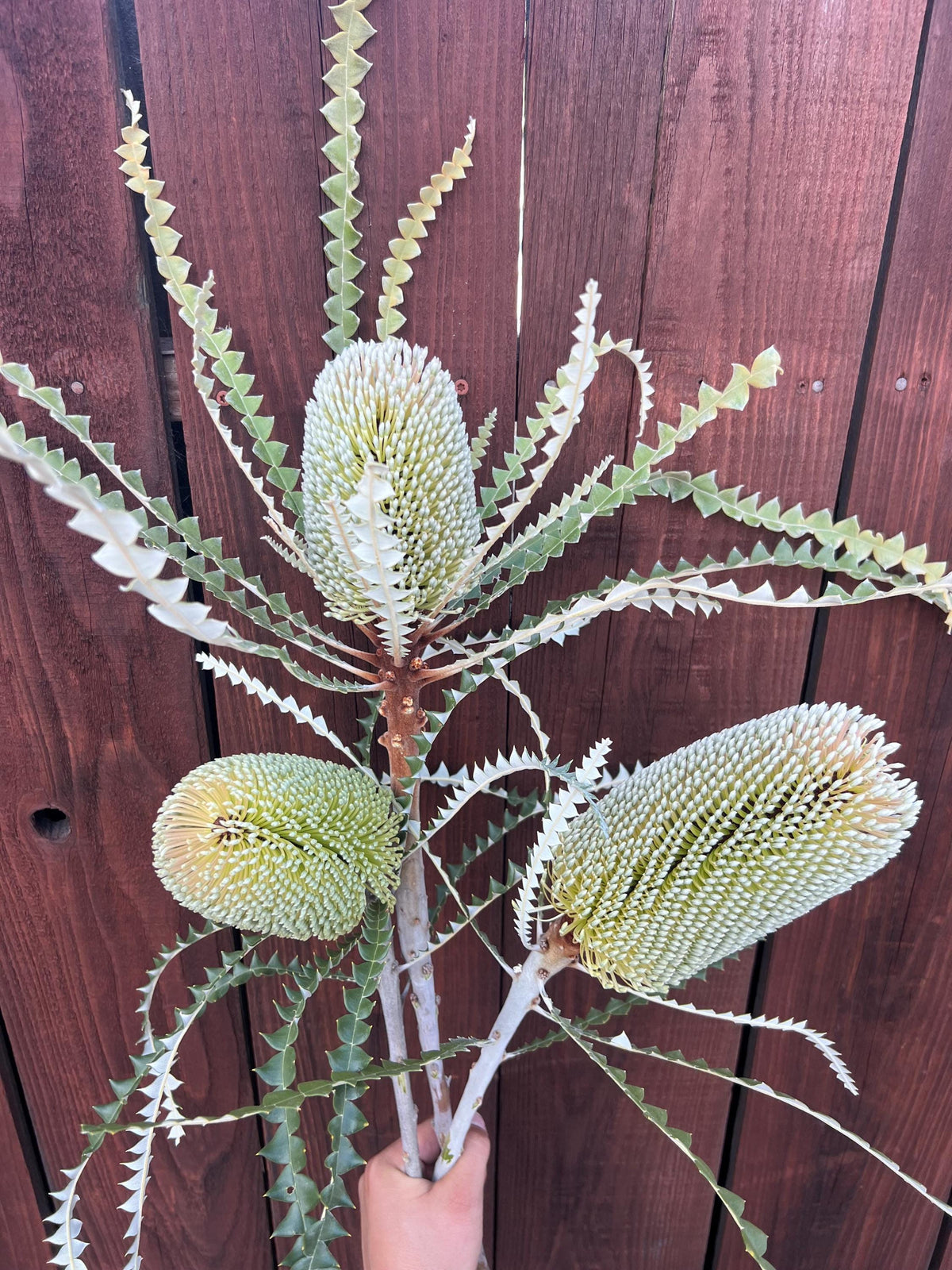 Fresh Banksia Stems, Set of 3, Exotic Floral Arrangement, Autumn Home Decor
