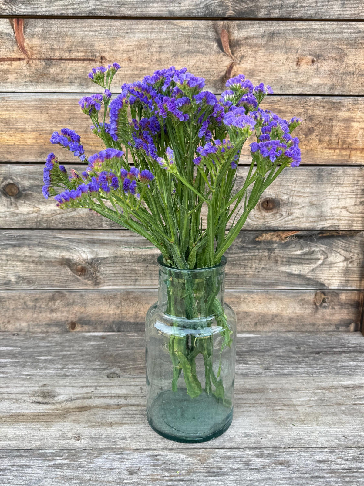 Fresh Large Cut Blue Statice Bunch – Vase Arrangements – Centerpiece