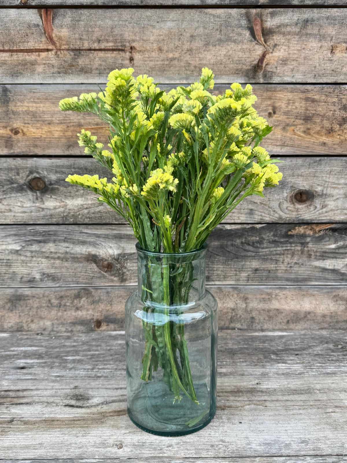 Fresh Large Cut Yellow Statice Bunch – Vase Arrangements – Centerpiece