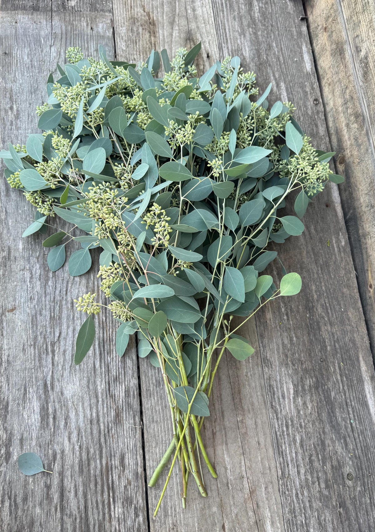 Fresh Seeded Eucalyptus Bunch, Silver Dollar, Wedding Greenery, Home Decor