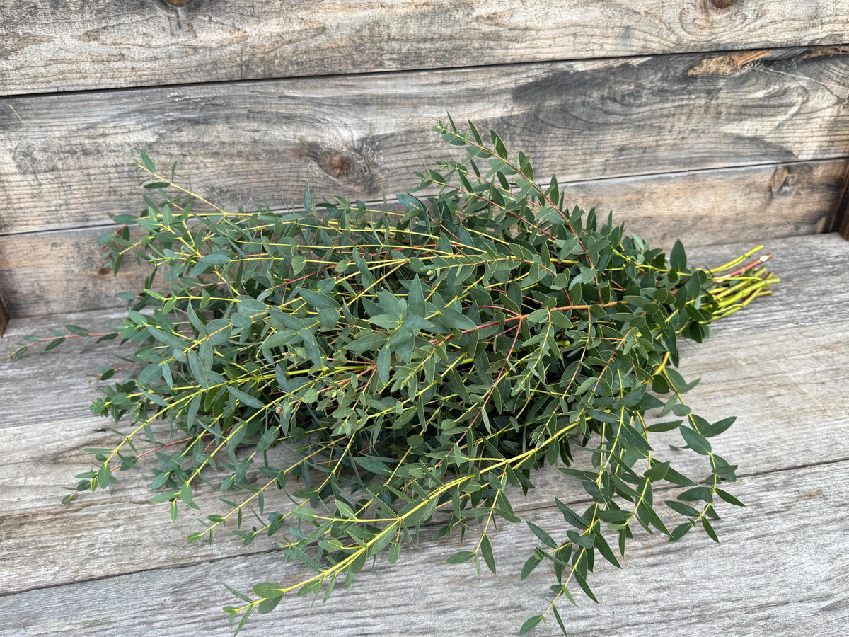 Fresh Parvifolia Eucalyptus Bundle – Decorative Greenery – Aromatherapy
