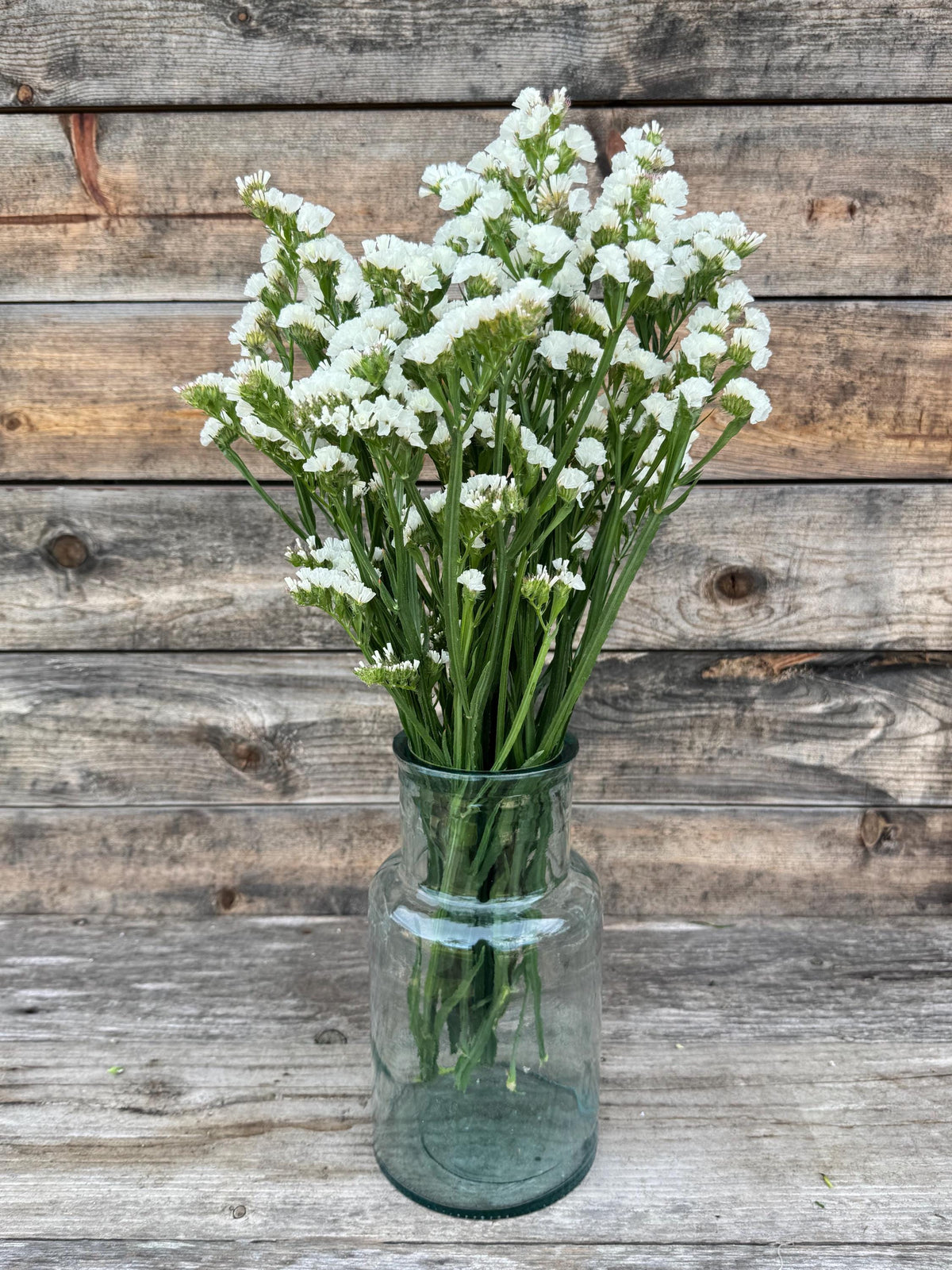 Fresh Large Cut White Statice Bunch – Vase Arrangements – Centerpiece