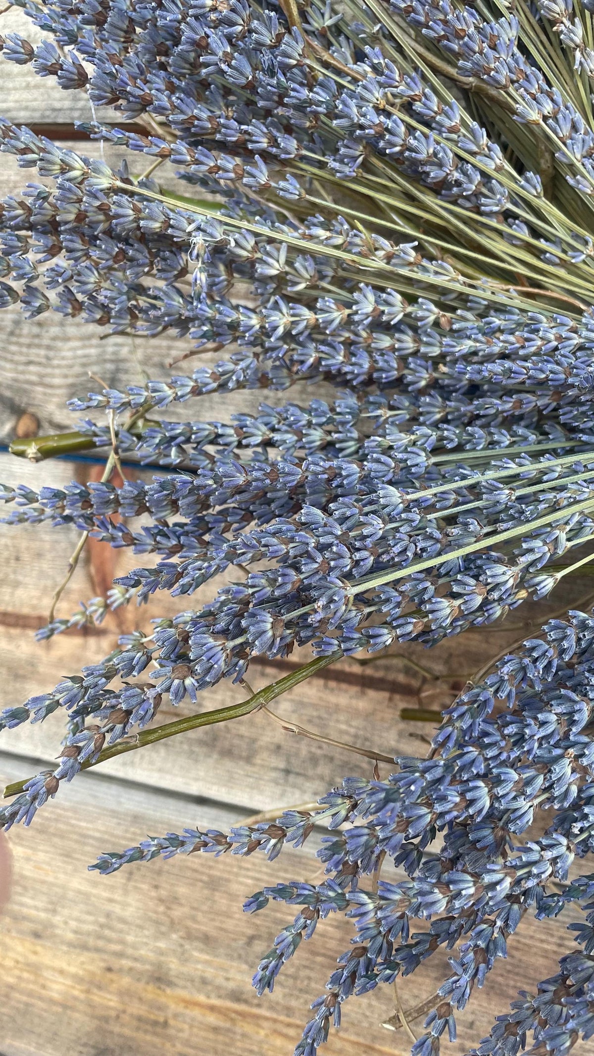 Real English Dried Lavender Wreath – Rustic Farmhouse Aromatic Centerpiece