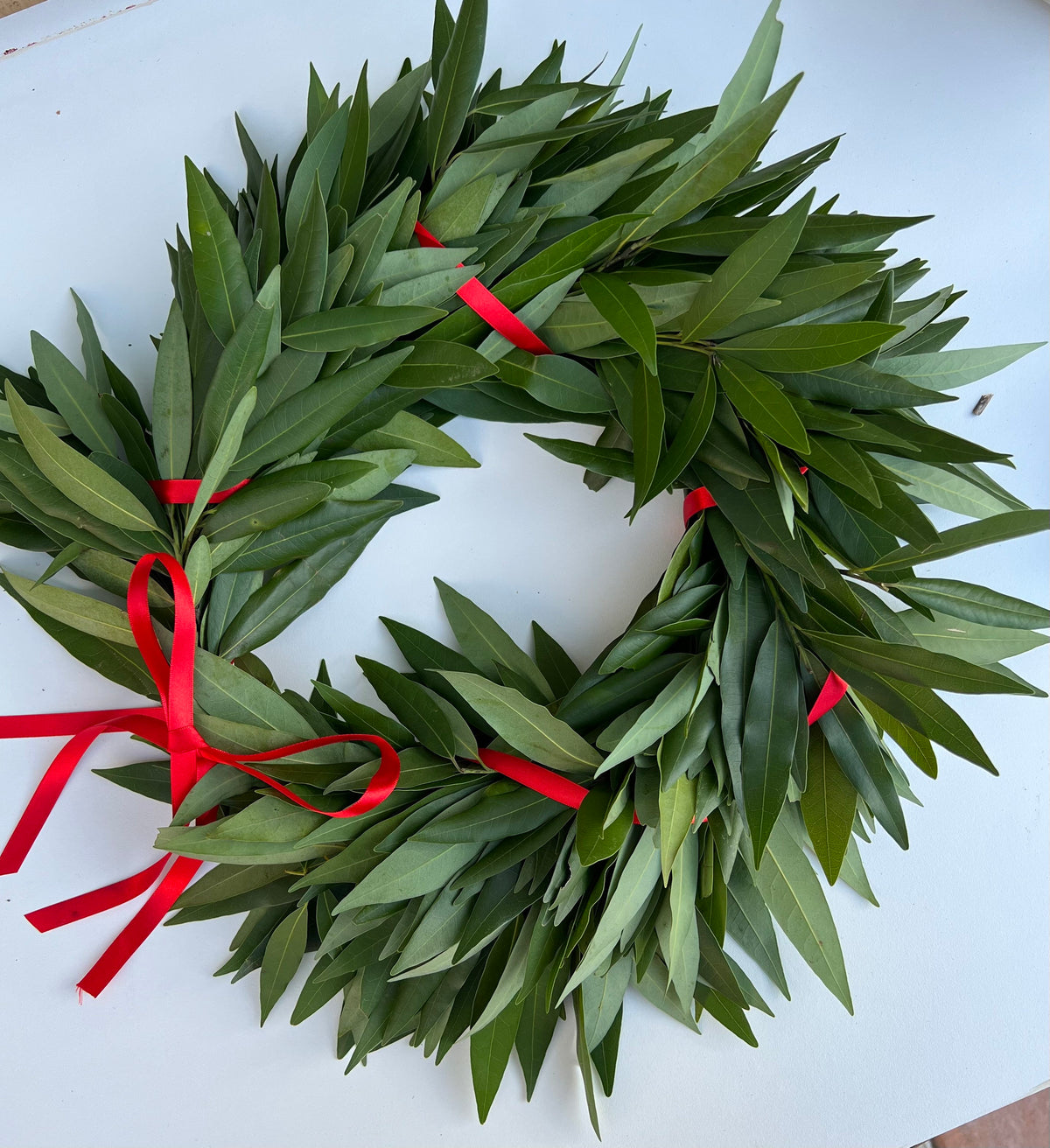 Fresh Bay Leaf Laurel Crown with Red Ribbon – Graduation Headpiece