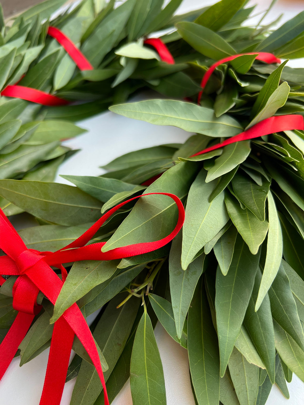 Fresh Bay Leaf Laurel Crown with Red Ribbon – Graduation Headpiece
