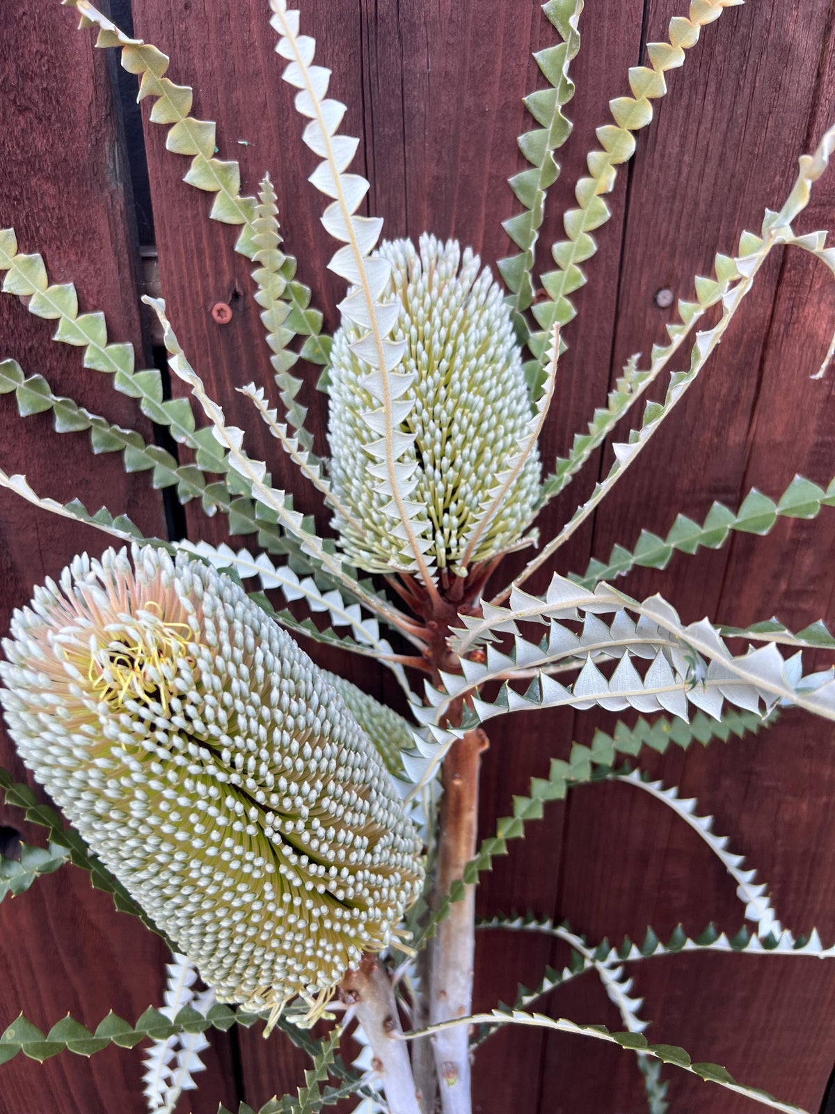 Fresh Banksia Stems, Set of 3, Exotic Floral Arrangement, Autumn Home Decor