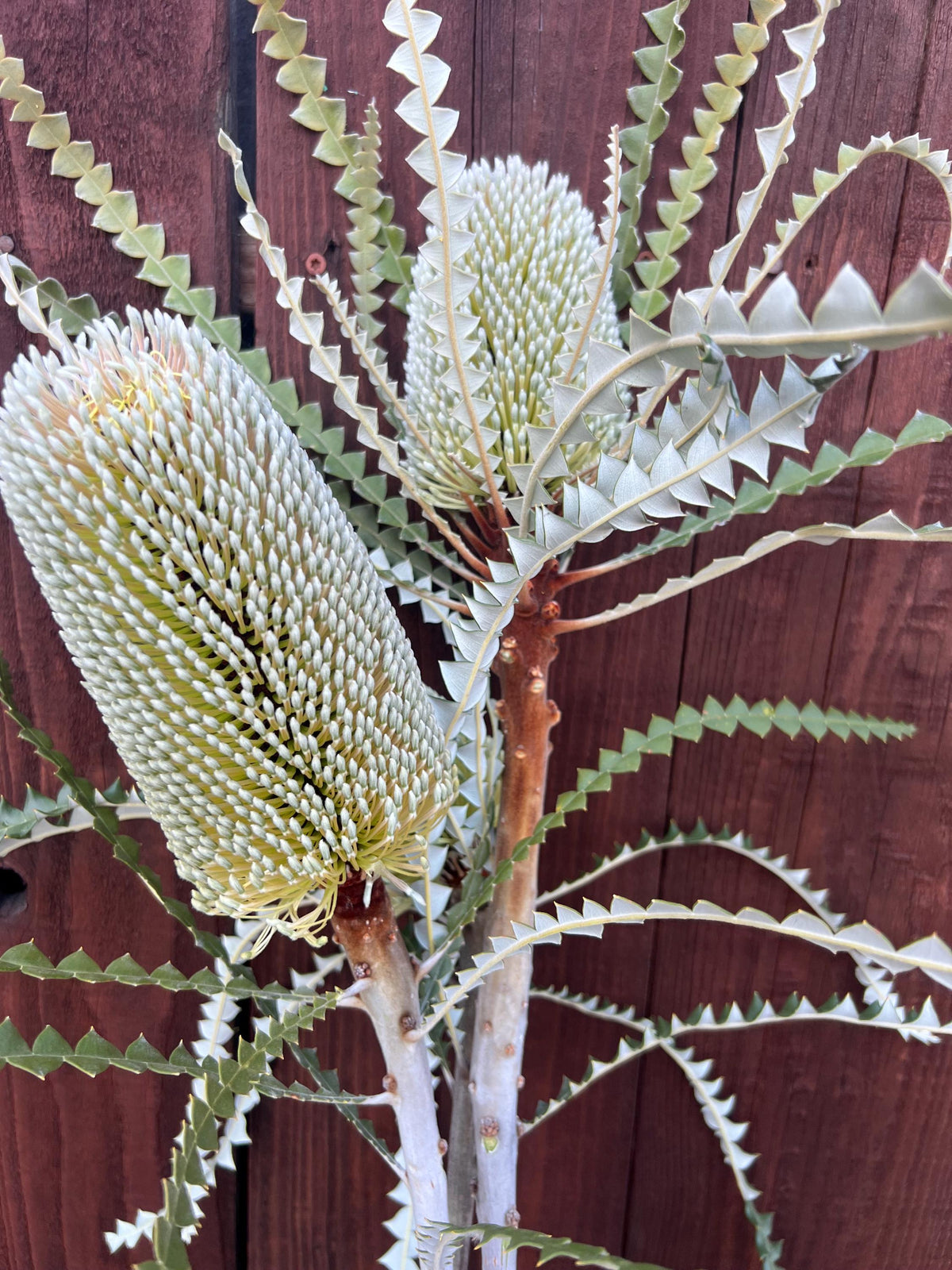 Fresh Banksia Stems, Set of 3, Exotic Floral Arrangement, Autumn Home Decor