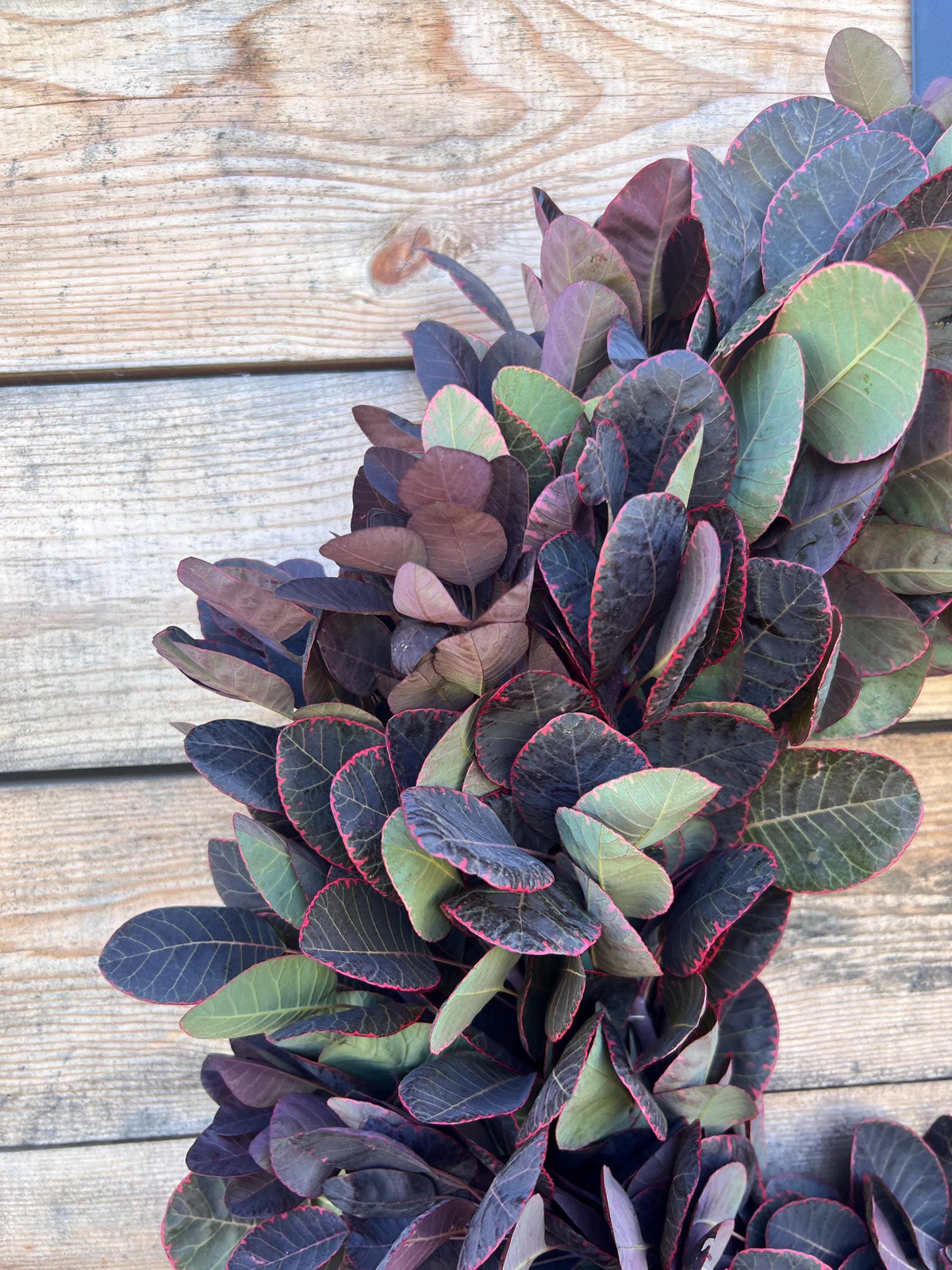 Fresh Smoke Bush Wreath – Fall Autumn Boho Home Decor