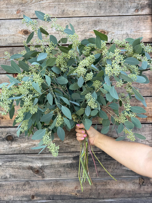 Fresh Seeded Eucalyptus Bunch, Silver Dollar, Wedding Greenery, Home Decor