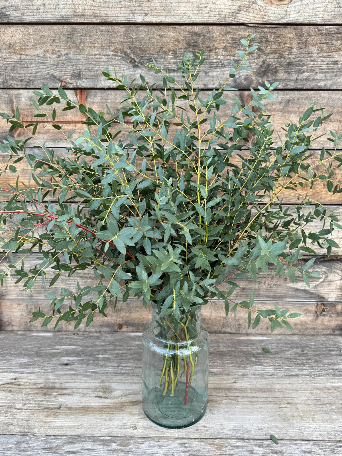 Fresh Parvifolia Eucalyptus Bundle – Decorative Greenery – Aromatherapy