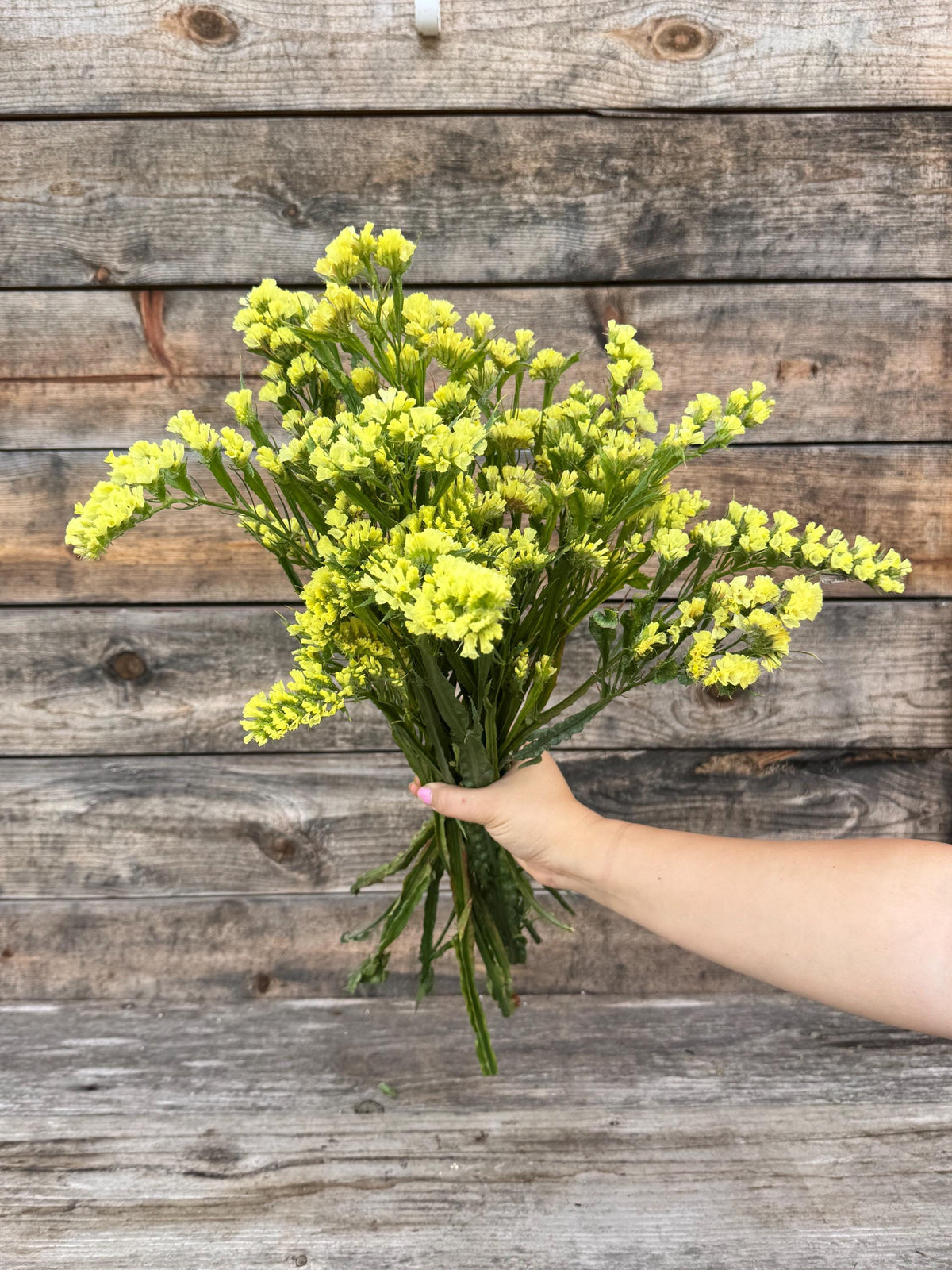 Fresh Large Cut Yellow Statice Bunch – Vase Arrangements – Centerpiece