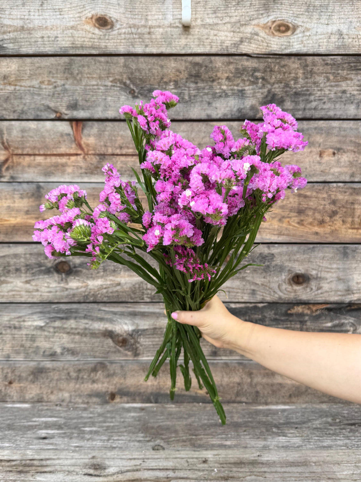 Large Hot Pink Statice Bunch – Dried Floral Arrangements, Vase Filler