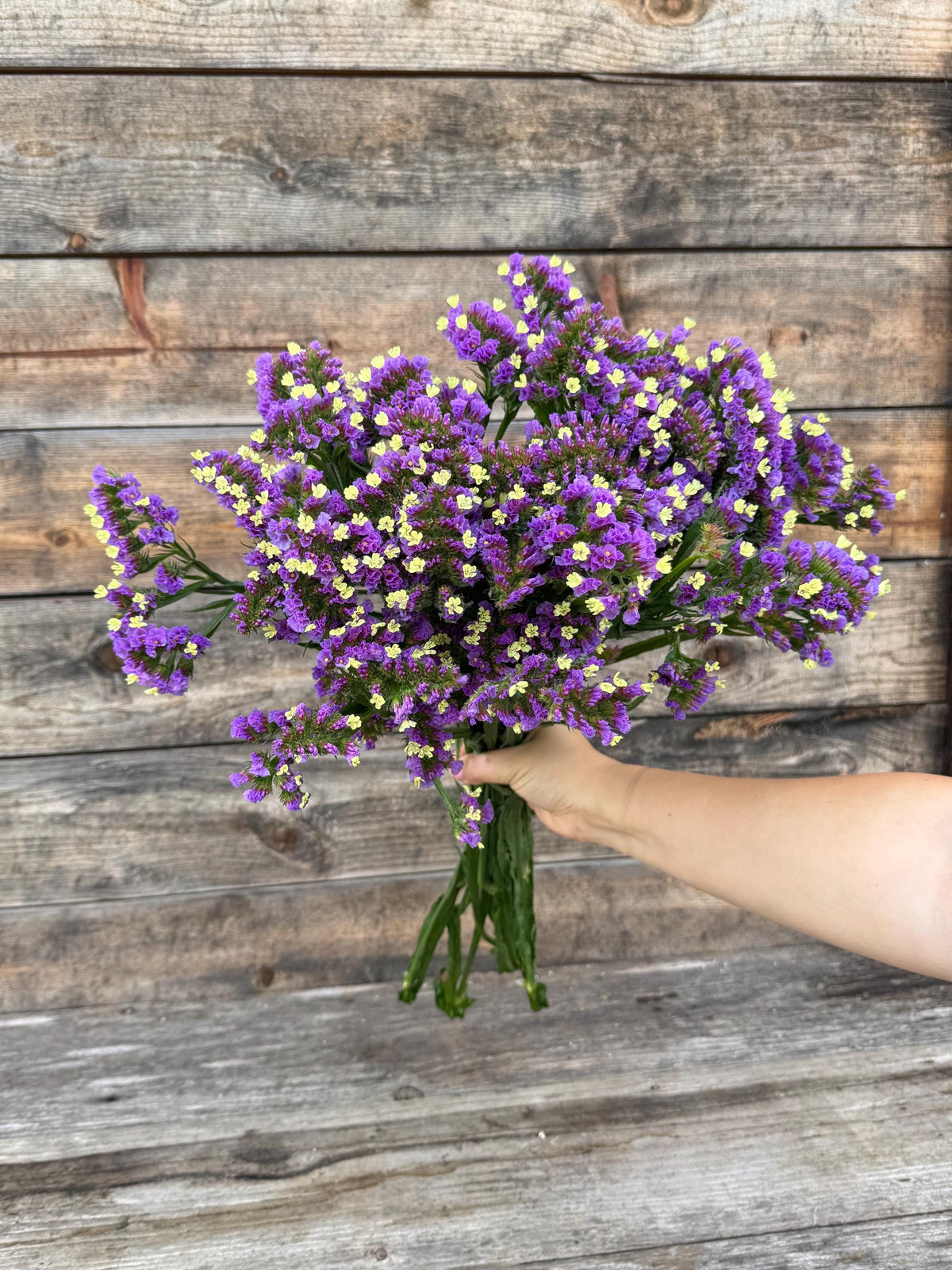 Fresh Large Cut Purple Statice Bunch – Vase Arrangements – Centerpiece