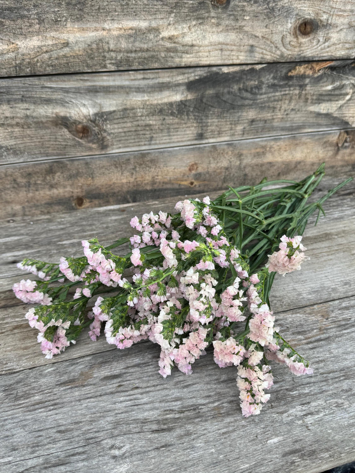Fresh Large Cut Blush Statice Bunch – Vase Arrangements – Centerpiece