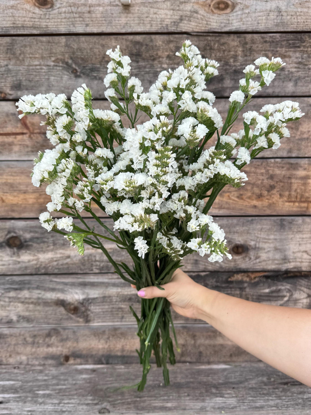 Fresh Large Cut White Statice Bunch – Vase Arrangements – Centerpiece