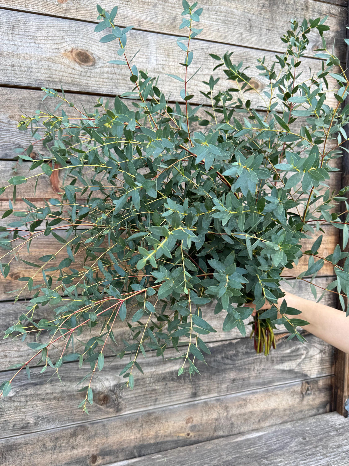 Fresh Parvifolia Eucalyptus Bundle – Decorative Greenery – Aromatherapy