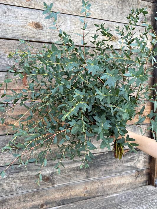 Fresh Parvifolia Eucalyptus Bundle – Decorative Greenery – Aromatherapy