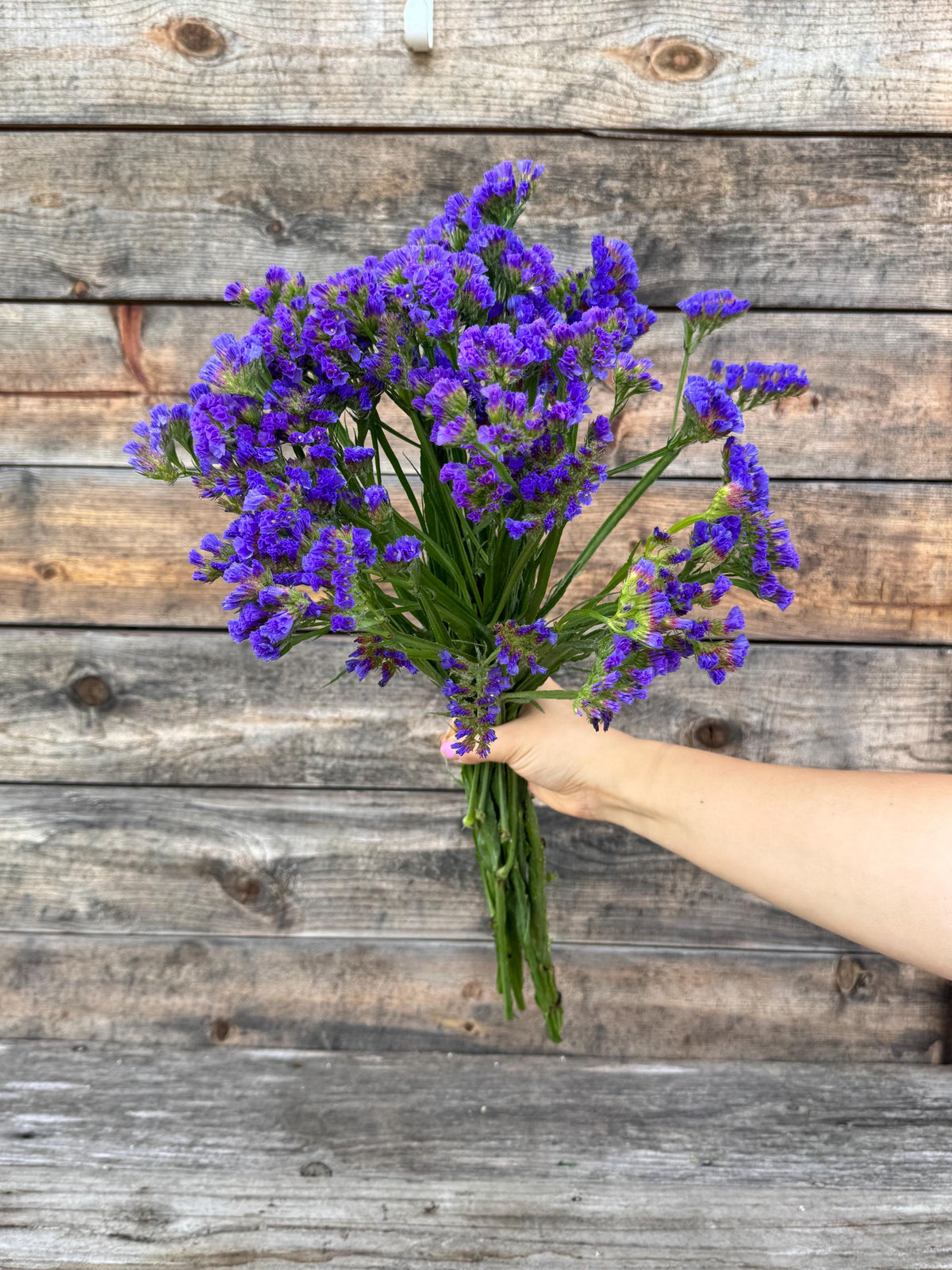 Fresh Large Cut Blue Statice Bunch – Vase Arrangements – Centerpiece