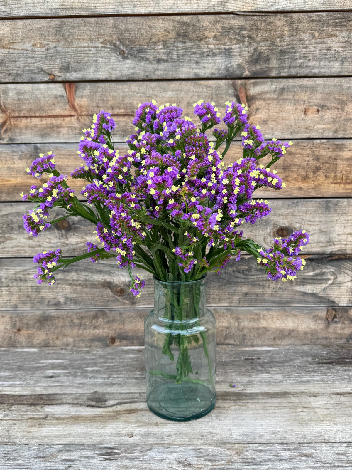 Fresh Large Cut Purple Statice Bunch – Vase Arrangements – Centerpiece