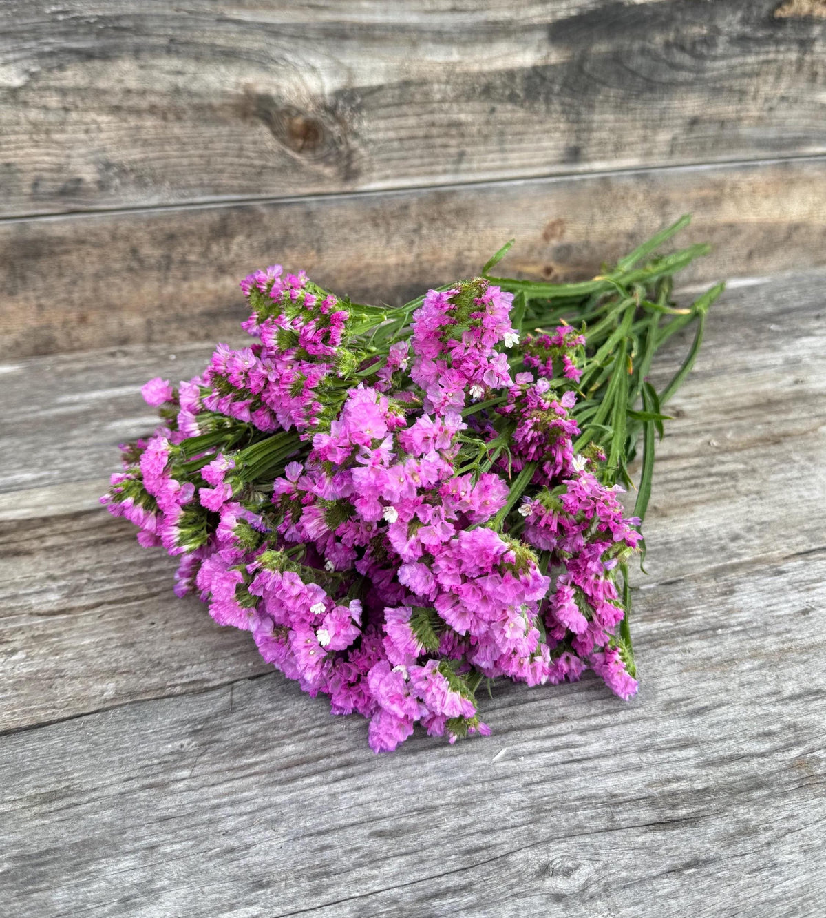 Large Hot Pink Statice Bunch – Dried Floral Arrangements, Vase Filler