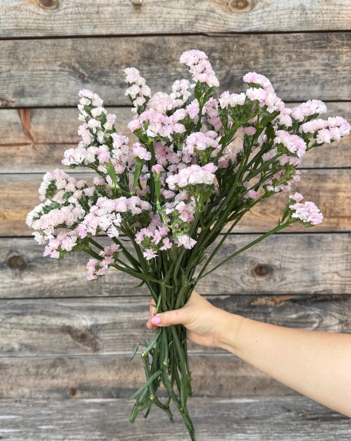 Fresh Large Cut Blush Statice Bunch – Vase Arrangements – Centerpiece