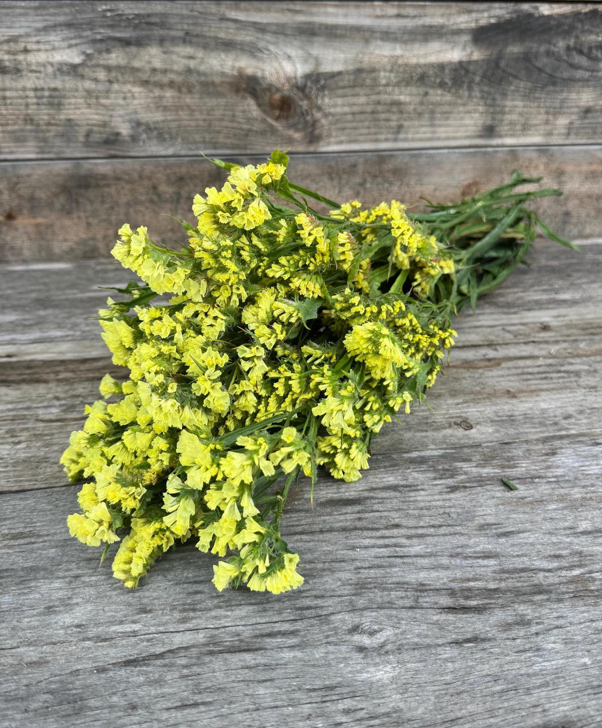 Fresh Large Cut Yellow Statice Bunch – Vase Arrangements – Centerpiece
