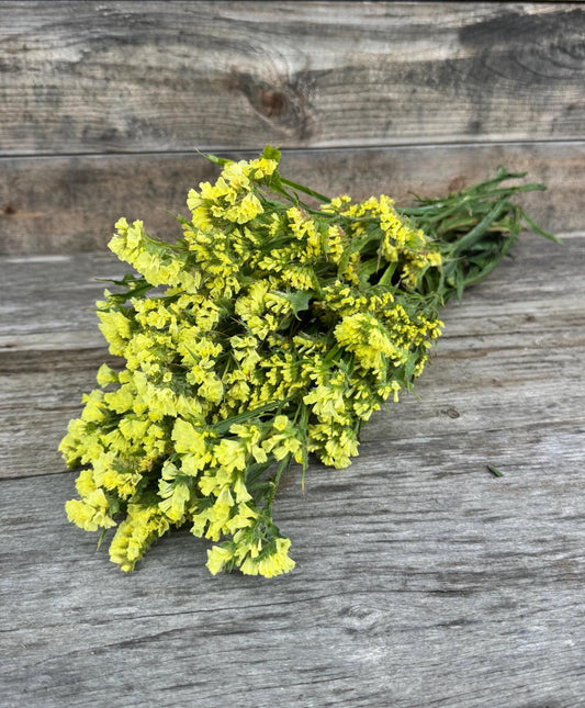 Fresh Large Cut Yellow Statice Bunch – Vase Arrangements – Centerpiece