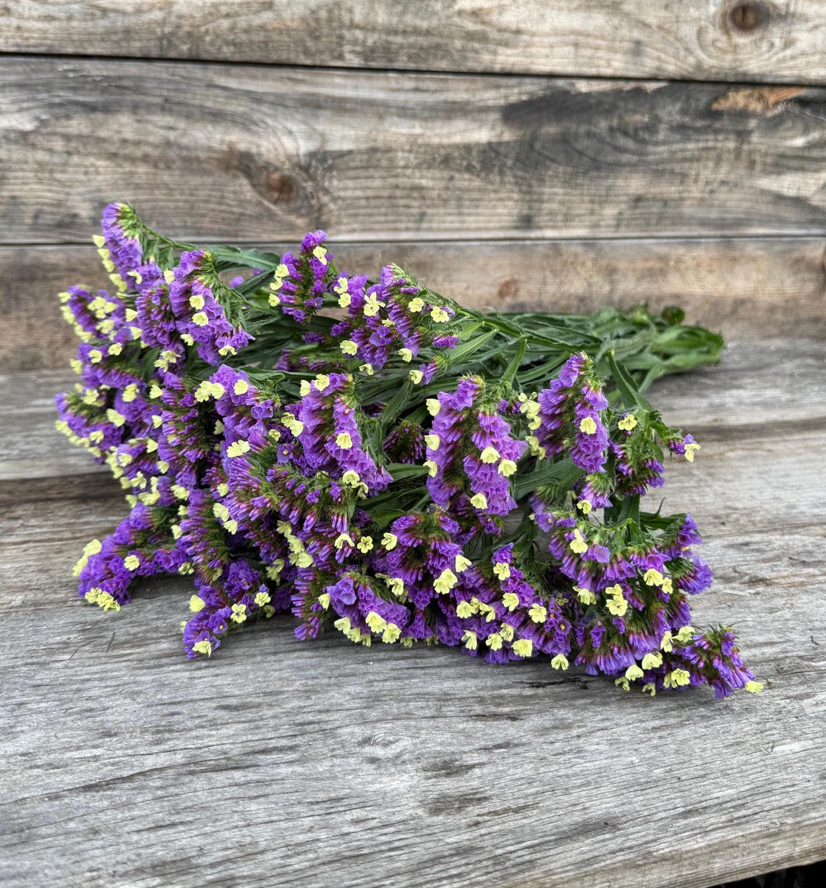 Fresh Large Cut Purple Statice Bunch – Vase Arrangements – Centerpiece