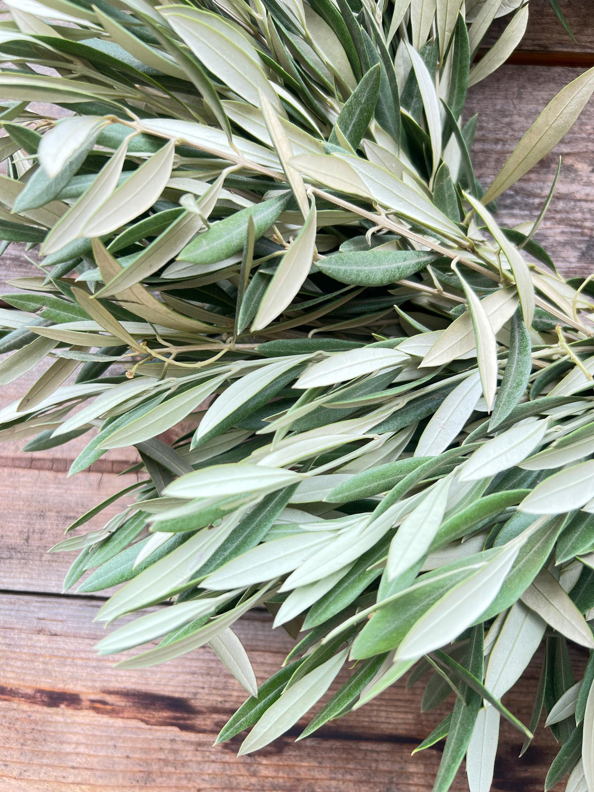 Fresh Real Olive Greenery Wreath – Farmhouse Rustic – Events
